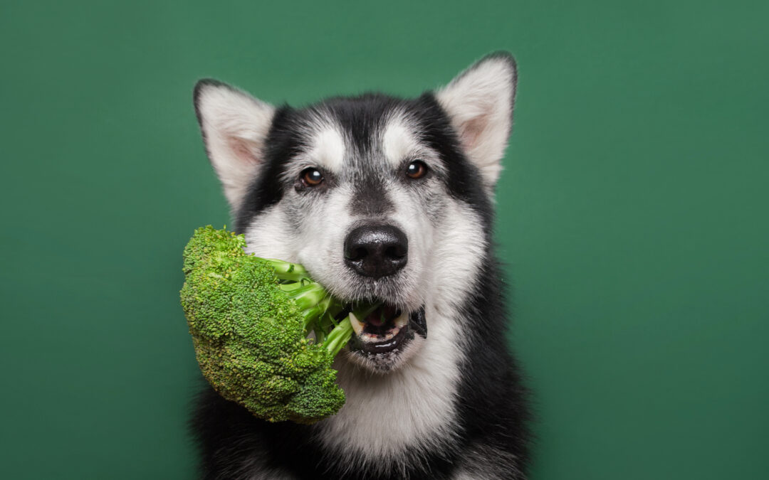 Vegetables dogs can and cant eat